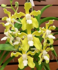 Vanda Tessellata Alba Blooming Size