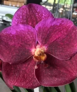 Vanda Red 1193 Blooming Size