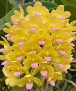 Wuttipanara Yellow Blooming Size