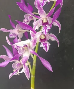 Dark Warawan Seedling