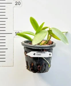 Alternative view of Cattleya Forbesii Blooming Size