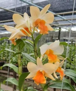 Ready to Flower Size Dendrobium Dawn Maree Orange