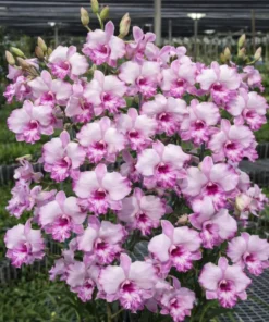 Pink Dragon Seedling