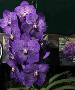 Black Kulwadee Blooming Size