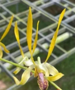 Yellow Horn 89 Seedling