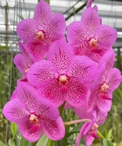 Chulaee Classic × Blitta Blooming Size