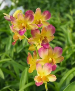 Pink Yellow 81 Seedling