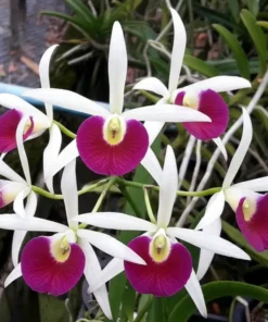 Cattleya Yuan Nan Star Blooming Size