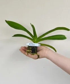 Alternative view of Rhynchostylis Creamy Foxtail Medium Size
