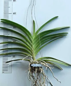 Alternative view of Vanda Red 1193 Blooming Size