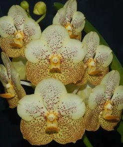 Vanda Spot 311 Blooming Size