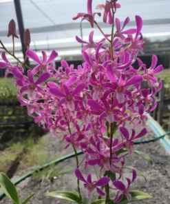 caesar white lip #20 Seedling