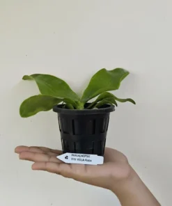 Alternative view of Ready to Flower Size Phalaenopsis violacea alba