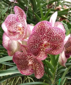 Kulwadee Spot Red KC Blooming Size