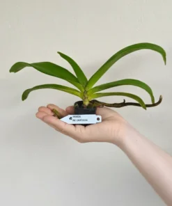 Alternative view of Rhynchostylis Cartoon Foxtail Medium Size