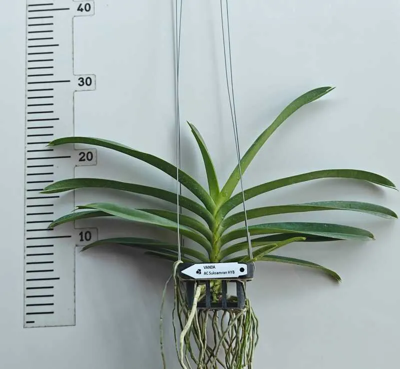 Ascocenda Suksamran Hybrid Blooming Size - Image 2