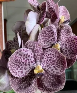 Vanda Black 721 Blooming Size
