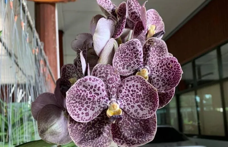 Vanda Black 721 Blooming Size