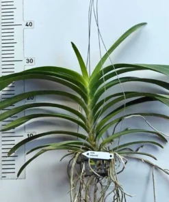 Alternative view of Vanda Yellow 665 Blooming Size