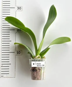 Alternative view of Phalaenopsis Lioulin Wild Cat Blooming Size