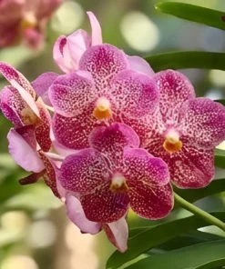Vanda Red 1193 Blooming Size