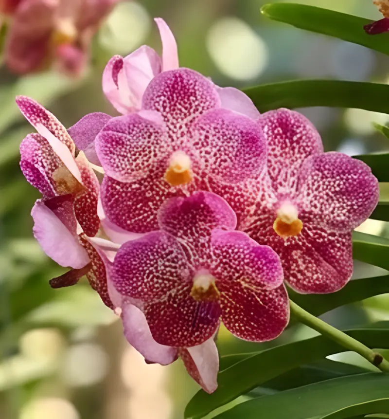 Vanda Red 1193 Blooming Size