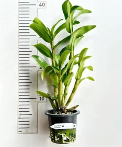 Alternative view of Ready to Flower Size Dendrobium Sophia Ang