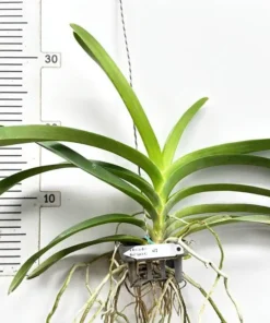 Alternative view of Kulwadee Spot Red KC Blooming Size