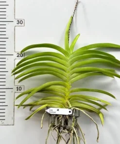 Alternative view of DJ Pink Spot Blooming Size