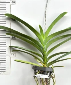 Alternative view of Vanda Twotone Brown Orange Blooming Size