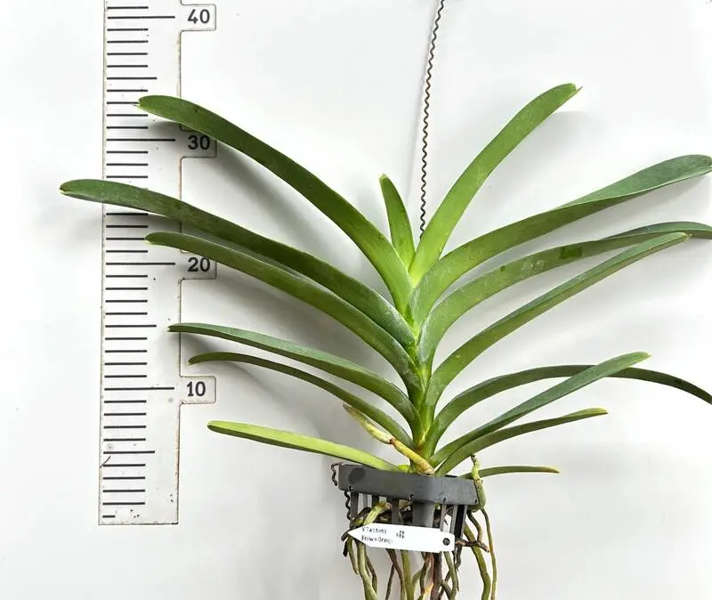 Vanda Twotone Brown Orange Blooming Size - Image 2