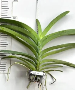 Alternative view of Vanda Yellow Spot 15 Blooming Size
