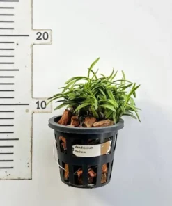 Alternative view of Ready to Flower Size Dendrobium Faciferum