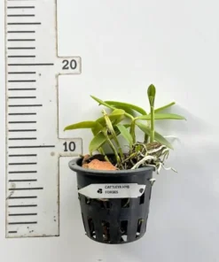 Alternative view of Cattleya Forbesii Blooming Size