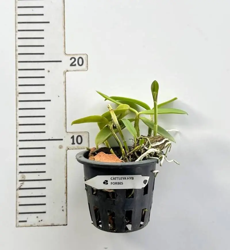 Cattleya Forbesii Blooming Size - Image 2