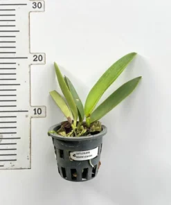 Alternative view of Cattleya Maxima Var. Coerulea Blooming Size