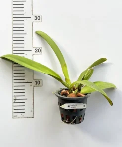 Alternative view of Cattleya Dowiana​ Blooming Size