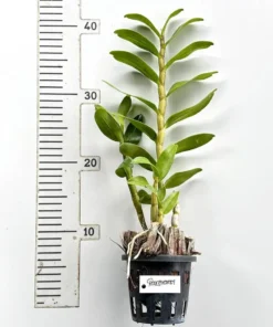 Alternative view of Ready to Flower Size Dendrobium Roong Kamol