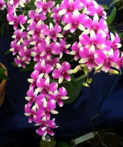 Ready to Flower Size Dendrobium Micky Pinky