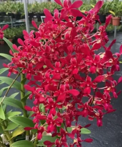 Red Twist #81 Seedling