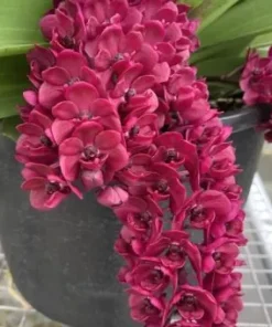 Rhynchostylis Pink Banyen Foxtail Medium Size