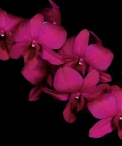 Ready to Flower Size Dendrobium XL 6