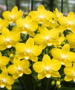 Matured Phalaenopsis PP482 With Buds
