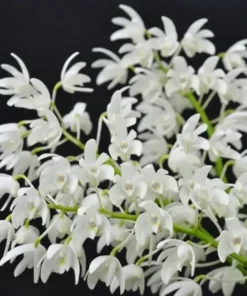 Ready to Flower Size Dendrobium Kingidium Alba