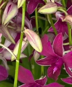 Ready to Flower Size Dendrobium Bangkok Red Star