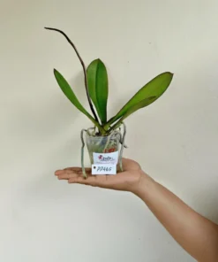 Alternative view of Phalaenopsis PP465 With Buds Blooming Size