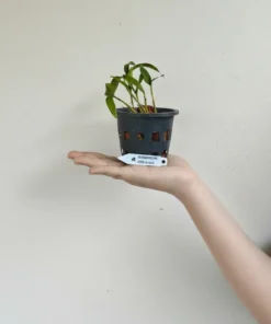 Alternative view of Ready to Flower Size Dendrobium Kingidium Alba