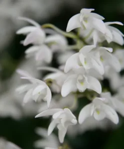 Ready to Flower Size Dendrobium Kingidium Alba