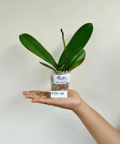 Alternative view of Phalaenopsis PP102 With Buds Blooming Size