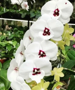 Matured Phalaenopsis PP224 With Buds